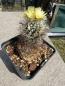 Preview: Turbinicarpus pseudomacrochele